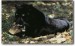 černý jaguár.jpg