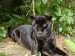 black jaguar.jpg