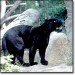 black jaguar3.jpg